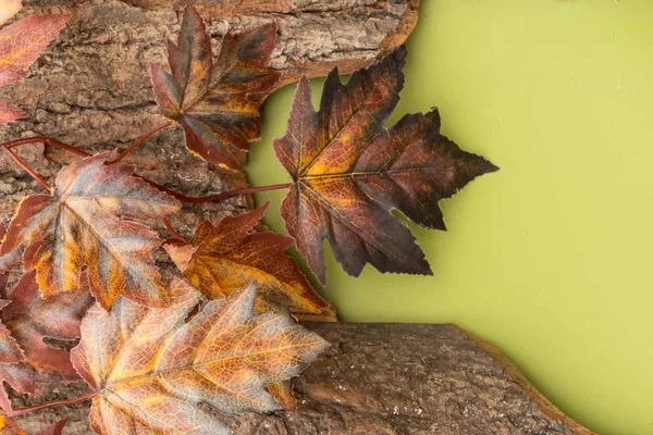 Autumn composition with maple leaves on the bark of a tree on a bright green background. — Stock Photo, Image