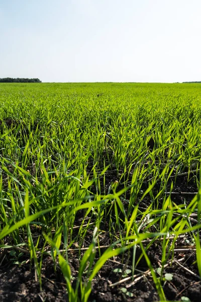 Brotos os brotos jovens do trigo no campo no chão . — Fotografia de Stock