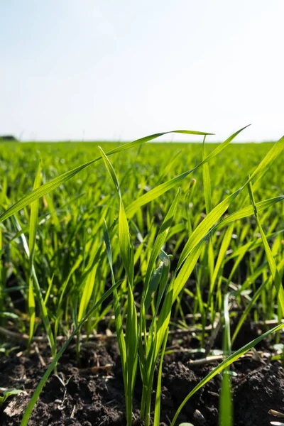 Brotos os brotos jovens do trigo no campo no chão . — Fotografia de Stock