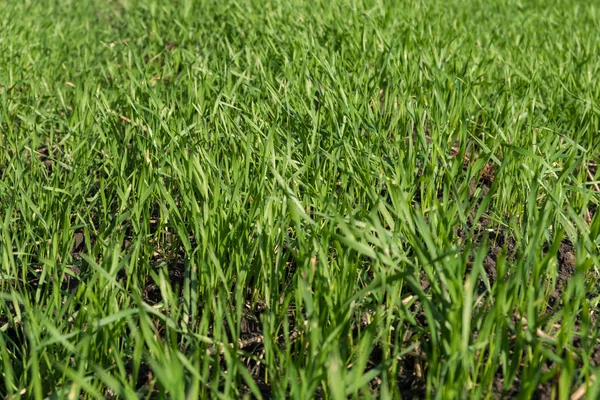 Brotos os brotos jovens do trigo no campo no chão . — Fotografia de Stock