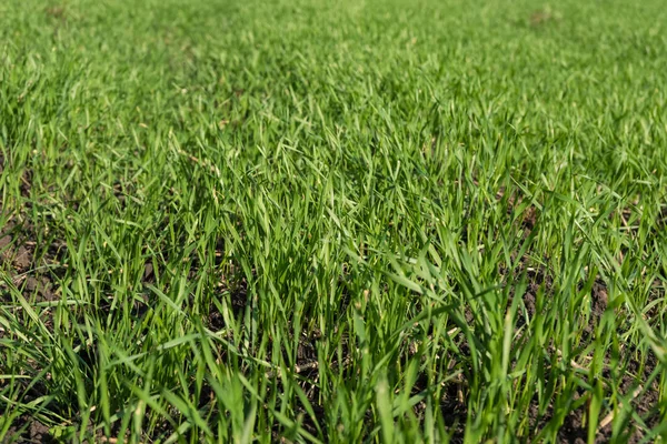 Keimt die jungen Triebe des Weizens auf dem Feld in der Erde. — Stockfoto