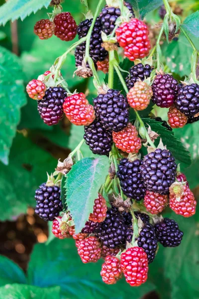 A BlackBerry Bush. Bunch of blackberries, black, red. Ripe blackberries.