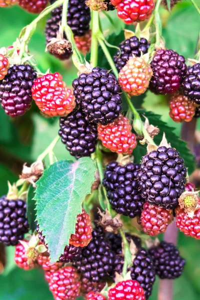 Um BlackBerry Bush. Um bando de amoras pretas, vermelhas. Amoras maduras . — Fotografia de Stock