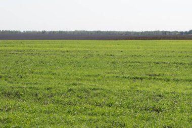 Kış buğday mavi gökyüzü arka plan alanında genç yeşil sürgünler