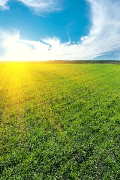 Brotes verdes jóvenes de trigo de invierno en el campo en el fondo del cielo azul — Foto de Stock