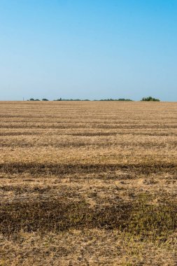 Hasat tekniği sonra olgun soya fasulyesi değil toplanan bakla.