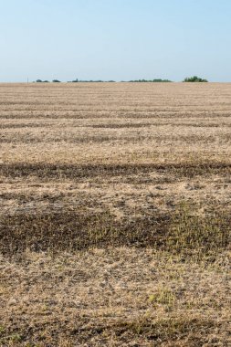 Hasat tekniği sonra olgun soya fasulyesi değil toplanan bakla.