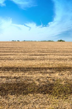 Hasat tekniği sonra olgun soya fasulyesi değil toplanan bakla.