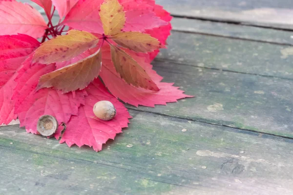 Autumn red leaves with acorns on the old wooden table in the forest — Stock Photo, Image