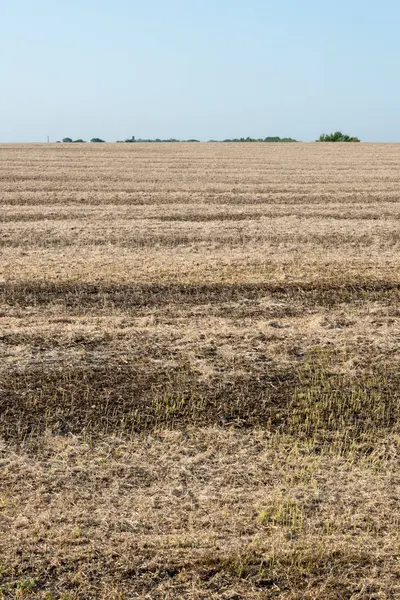 Hasat tekniği sonra olgun soya fasulyesi değil toplanan bakla.