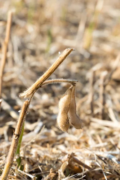 Vagens não colhidas de soja madura após a colheita . — Fotografia de Stock
