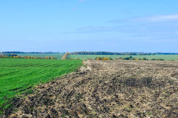 Sonbahar Kış buğday genç yeşil alana