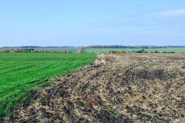 Sonbahar Kış buğday genç yeşil alana