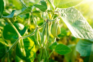 Soya bakla yeşil bir alana fasulye ile. Güneşli gün.