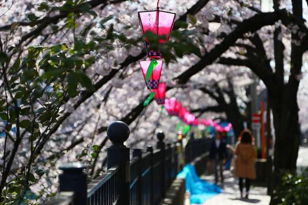 春の晴れた日の日本公園内の桜や提灯の風景 — ストック写真