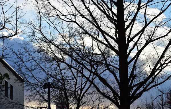 Árbol Del Parque Tarde Invierno — Foto de Stock