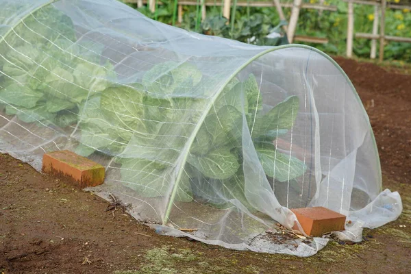 Donma önleme tarlasının sebze ekimi için kapak