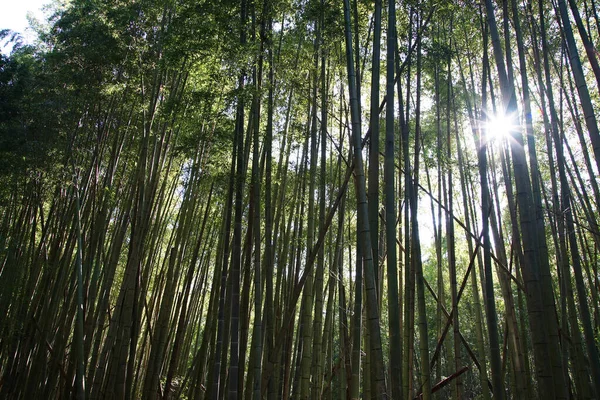 Slunce Svítí Bambusovém Lese — Stock fotografie