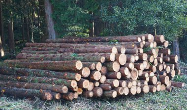 Büyük miktarlarda kesilen ve birikmiş olan dağın kütüğü                               