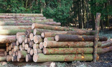 Büyük miktarlarda kesilen ve birikmiş olan dağın kütüğü                               