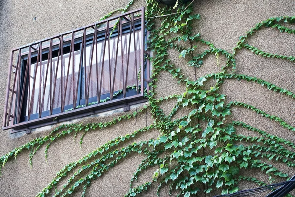 Zeď Okno Které Bylo Zakryté Zeleným Listem Budovy — Stock fotografie