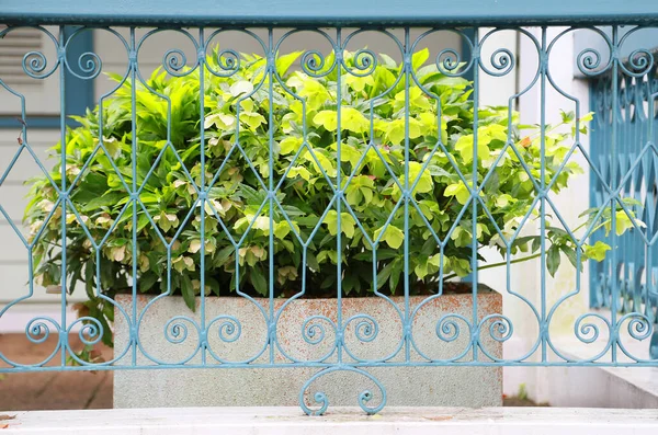Feuille Verte Lit Fleurs Affichée Sur Terrasse Maison Jour Faisait — Photo