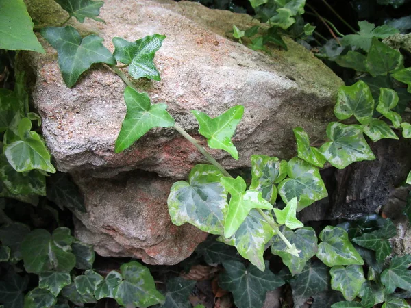 Hiedra sobre piedra natural — Foto de Stock