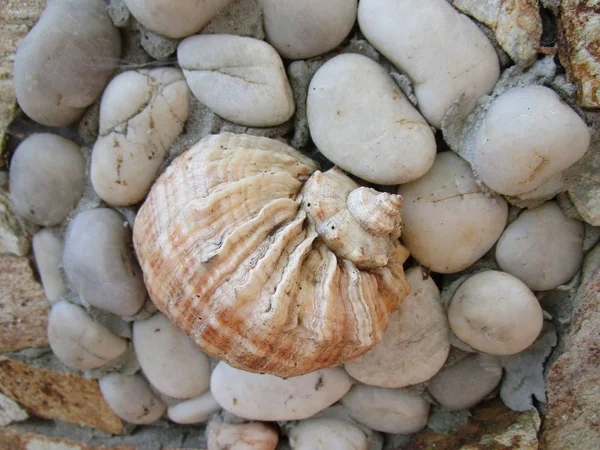 Seashells among stones — Stock Photo, Image