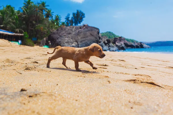 Een Kleine Eenzame Pup Het Strand India — Stockfoto