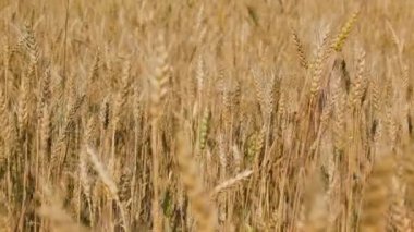 Güneşli bir yaz gününde RYE Çayırı
