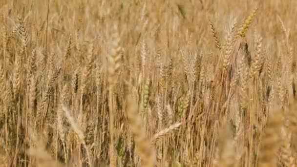 Campo Centeno Día Soleado Verano — Vídeo de stock