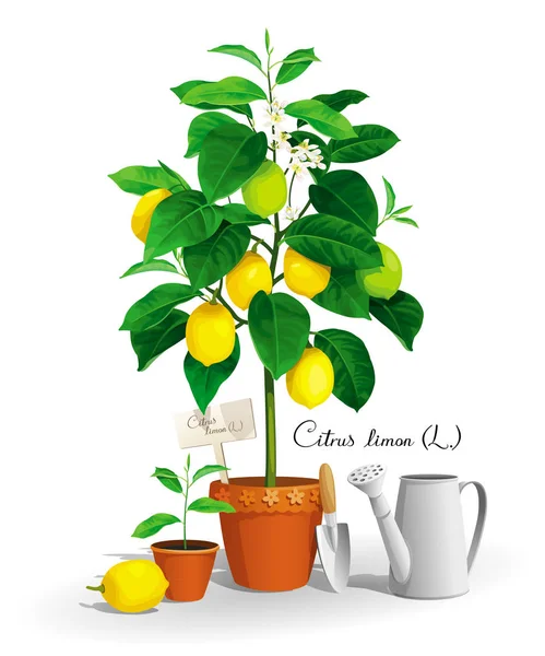 Citronnier dans la casserole — Image vectorielle