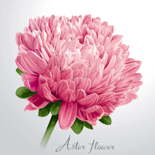 豪華なピンクのアスターの花 — ストックベクタ