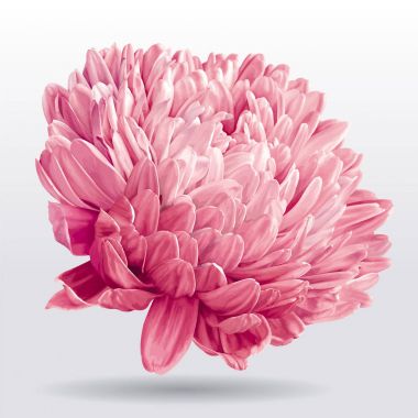 Lüks pembe Aster çiçek