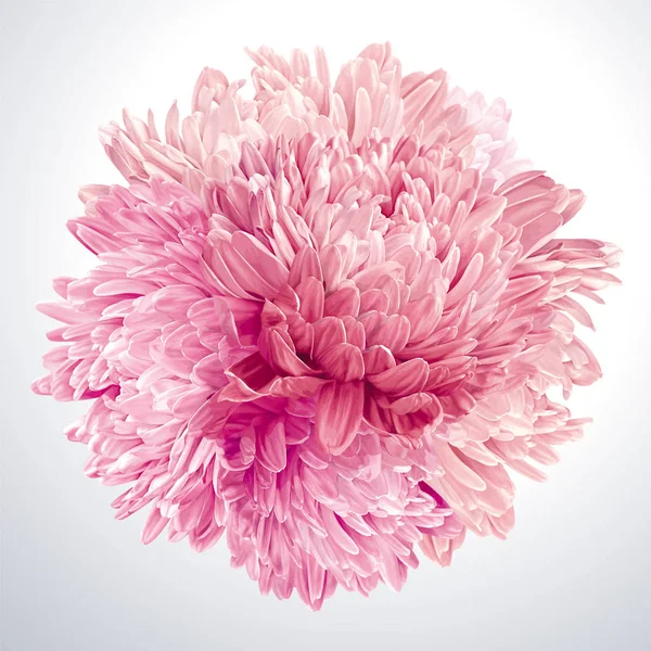 Asters roses et Chrysanthèmes sphère — Image vectorielle