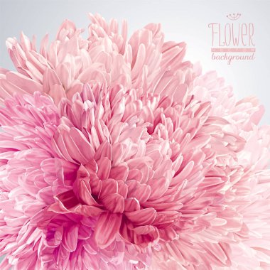 Aster ve Kasımpatı vektör arka plan