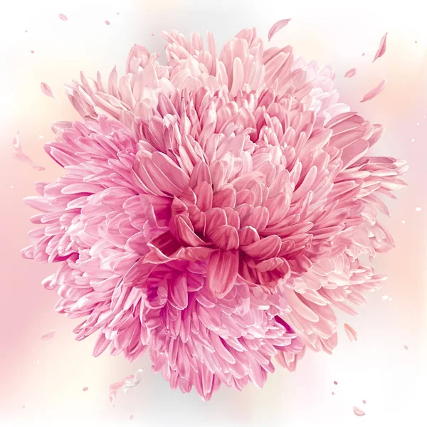 Rosa Asters y crisantemos esfera — Vector de stock