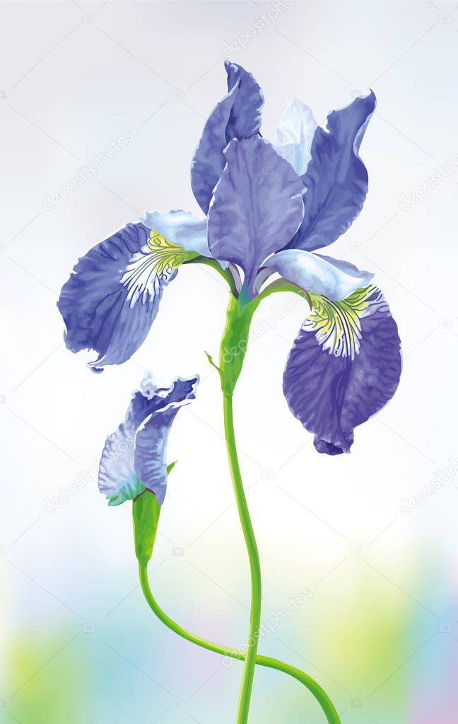 Blue Iris vector flower 