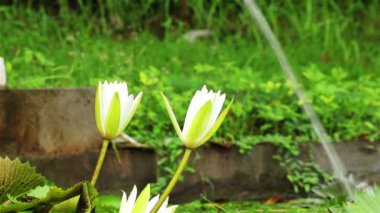 Güzel zambak gölet görünümü