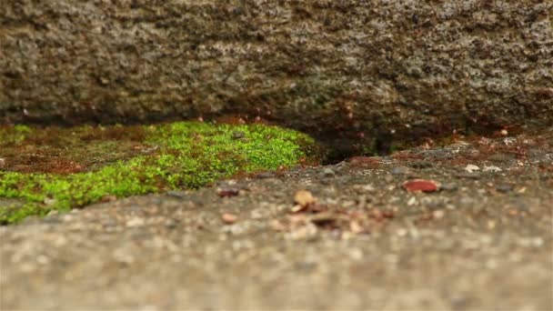 Closeup of an ant path — Stock Video