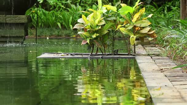 Plantas decorativas en un lado del estanque — Vídeo de stock