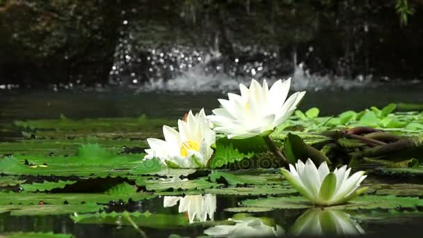 Nice water lilies — Stock Video