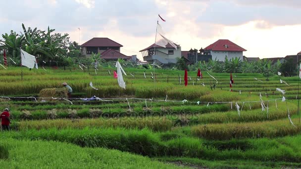 Werknemers op een rijst-veld — Stockvideo