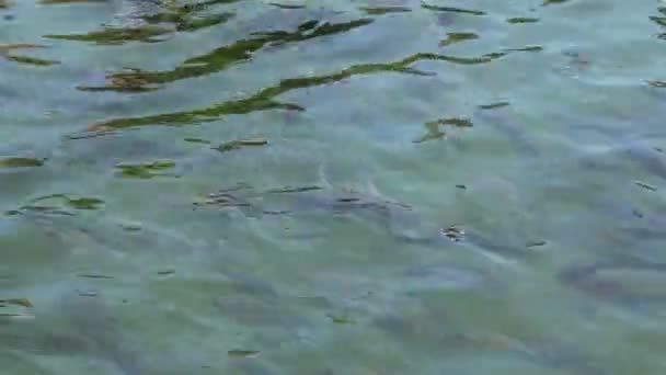 Lots of fish in a pond — Stock Video