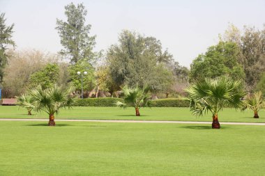 Yemyeşil tropikal park