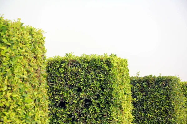 Square bushes in a park — Stock Photo, Image