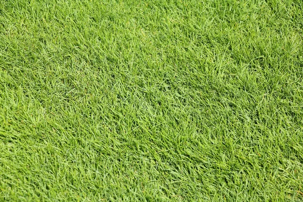 Perfect mown grass — Stock Photo, Image