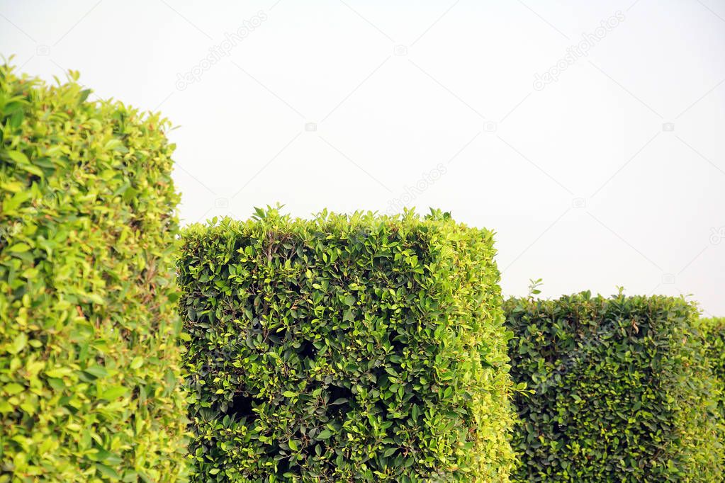 Square bushes in a park