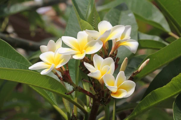 Frangipani flores arbustos — Fotografia de Stock