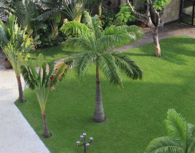 Palmiye ağaçları ile tropikal bir park